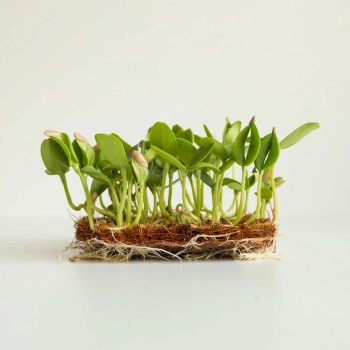 Melone Cantaloupe Microgreens