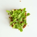 Melone Cantaloupe Microgreens Samen