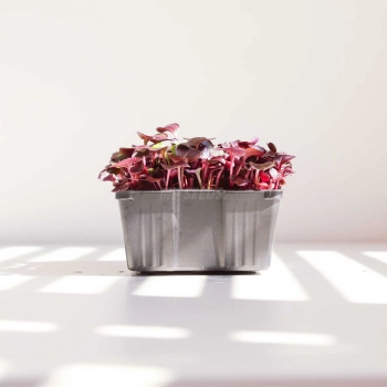 low-growing-pot-for-growing-microgreens.webp
