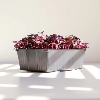 low-growing-pot-10x14-for-growing-microgreens.webp