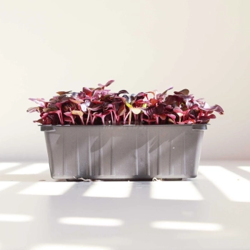 low-growing-pot-10x14.webp
