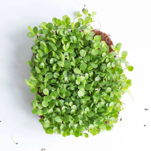 Echinacea Microgreens Seeds.webp