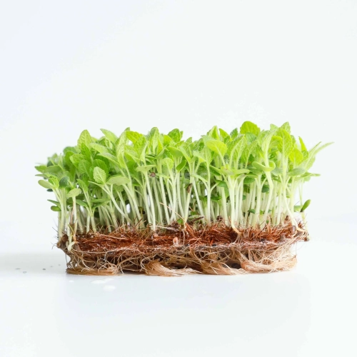 Salvia, Muskateller-Salbei Mikrogrün Samen