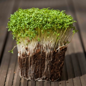 BIO Cress Microgreens Seeds