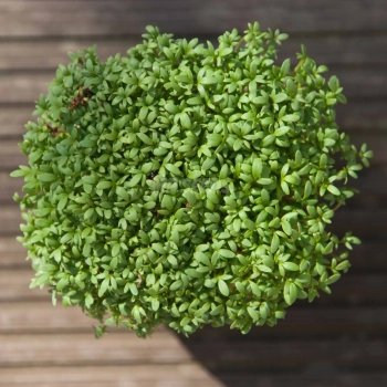 BIO Cress Microgreens Seeds