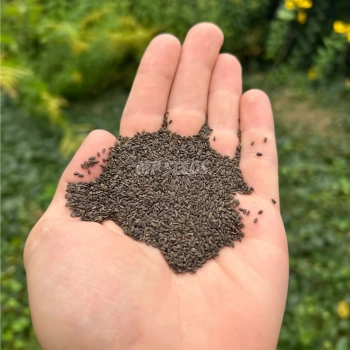 ysop-microgreens-samen