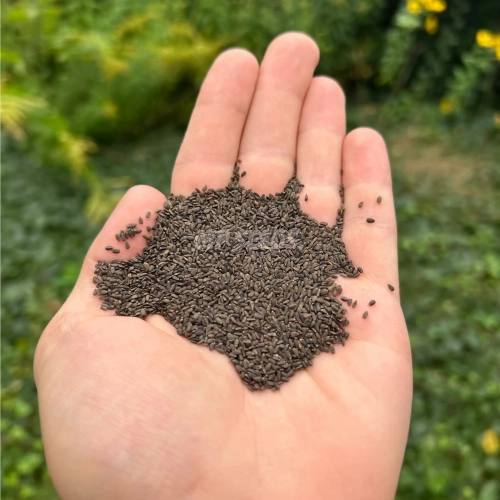 ysop-microgreens-samen