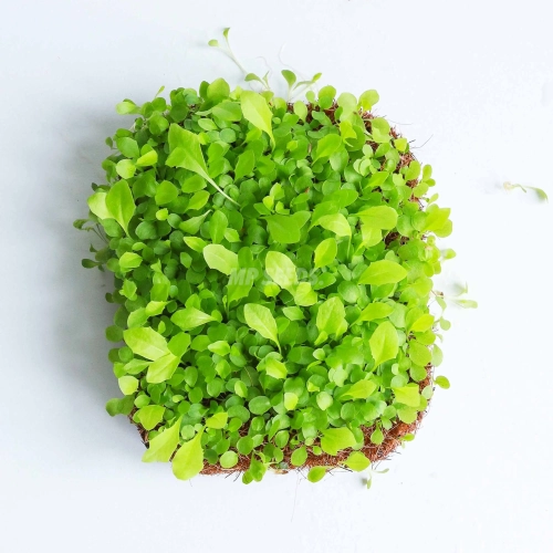Löwenzahn Microgreens Samen