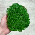 Draufsicht auf Zitronenbasilikum-Microgreens, angebaut aus Samen von MP SEEDS.