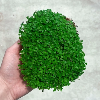 Draufsicht auf Zitronenbasilikum-Microgreens, angebaut aus Samen von MP SEEDS.