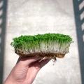 Basilikum Zitrone Microgreens, angebaut aus Samen von MP SEEDS.