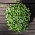 grunkohl-red-russian-samen-fur-microgreens.webp