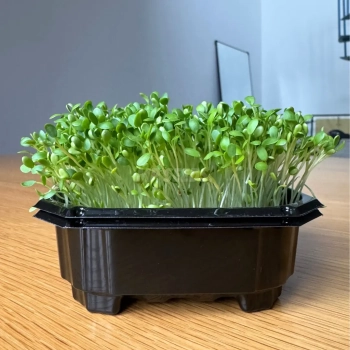 Kleeblattsamen Microgreens Samen