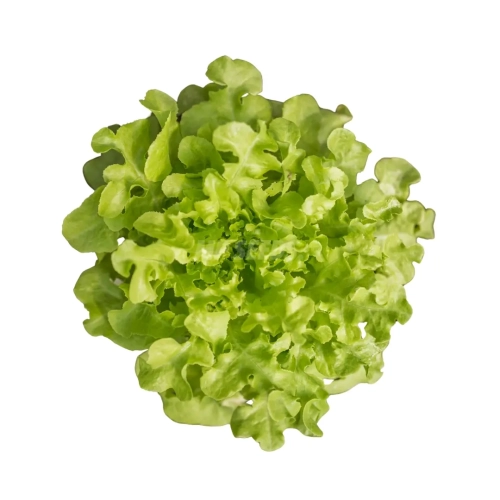 lettuce-salad green.webp