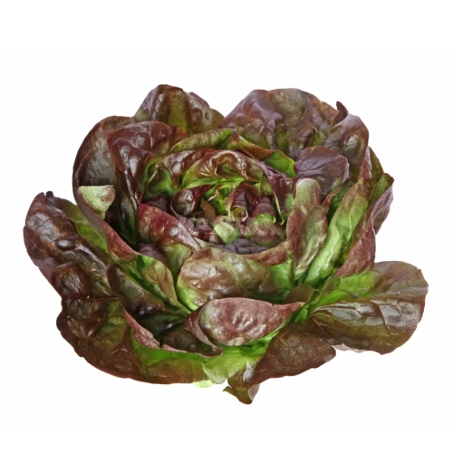 lettuce-brune-d'hiver.webp