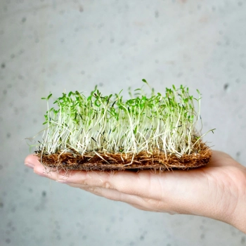 zitronen-tagetes microgreens-samen.webp