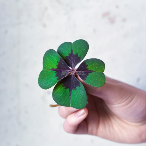 Oxalis Deppei - edible leaves
