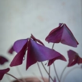Oxalis triangularis Mijke - edible leaves