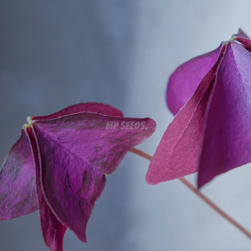 Oxalis Triangularis Mijke - edible leaves