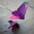 Oxalis Triangularis Mijke - bulbs for edible leaves