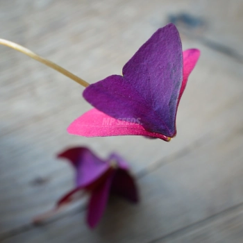 Oxalis Triangularis Mijke - bulbs for edible leaves