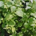 Grünblättrige Perilla, Shiso
