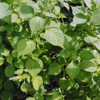 Grünblättrige Perilla, Shiso