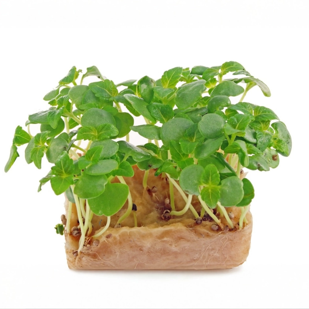 Grünblättrige Perilla, Shiso Microgreens-Saatgut