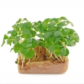 Grünblättrige Perilla, Shiso Microgreens-Saatgut