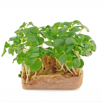 Grünblättrige Perilla, Shiso Microgreens-Saatgut