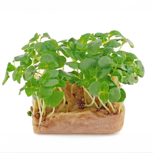 Grünblättrige Perilla, Shiso Microgreens-Saatgut