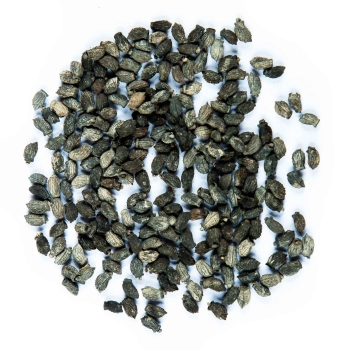 Borretsch-Microgreens-Samen