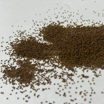 Rucola, Wild Microgreens Samen