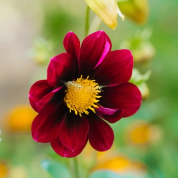Dahlie Topmix Violett Knollen für essbare Blüten