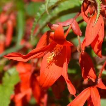 Begonie Boliviensis Santa Cruz Knollen für essbare Blüten