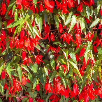 Begonie Boliviensis Santa Cruz
