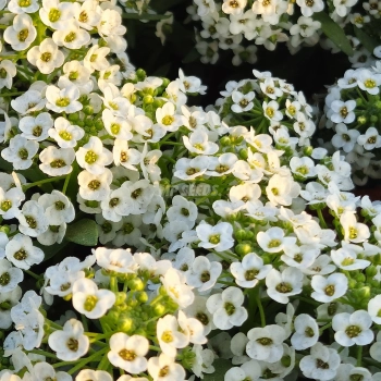 Duftsteinrich Snowcloth Essbare Blüten Samen