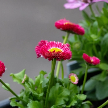 Gänseblümchen Monstrosa Mix