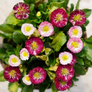 Gänseblümchen Monstrosa Mix – Samen für essbare Blüten