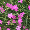Heidenelke (Dianthus deltoides) Essbare Blüten Samen