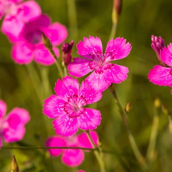 Heidenelke (Dianthus deltoides)