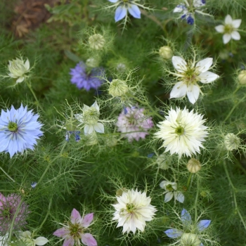 Jungfer im Grünen Essbare Blüten Samen