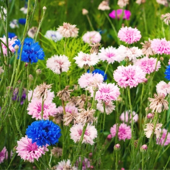 Kornblume „Polka Dot“ Mischung Essbare Blüten Samen