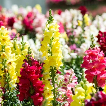 Löwenmaul „Maximum Mix“ Essbare Blüten Samen