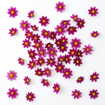 dahlia.webp