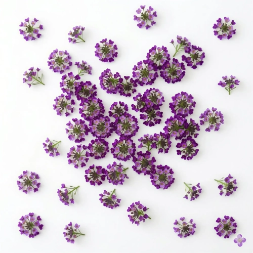 Alyssum Violet Queen
