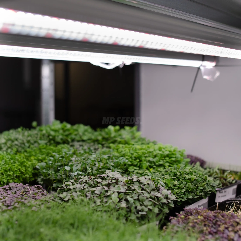 vollspektrum-led-wachstumslampe-fuer-mikrogruenanbau.webp
