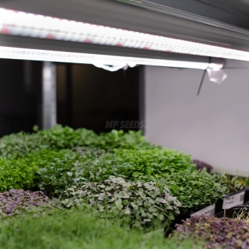 vollspektrum-led-wachstumslampe-fuer-mikrogruenanbau.webp
