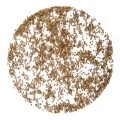 Sellerie-Microgreens-Samen