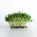 Microgreens Grünkohl 'Tuscan Black'